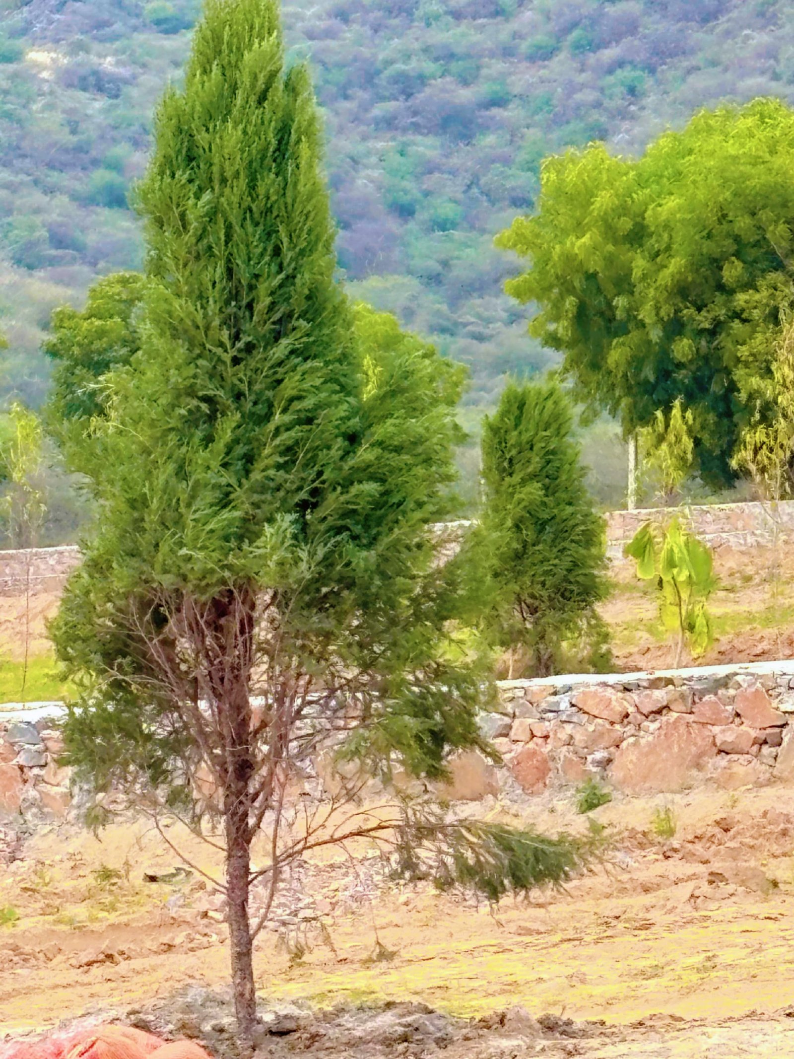 Golden Hills Amenities